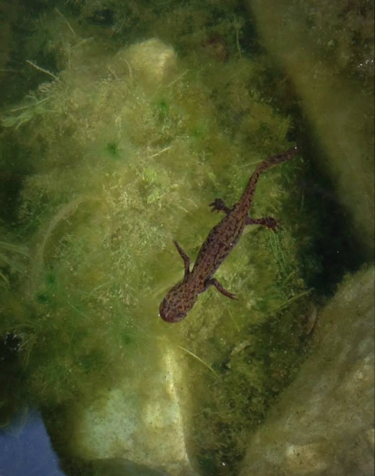 help identificazione - Tritone apuano, Rana appenninica